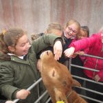 IMG 0533 150x150 - Farmyard in our Schoolyard